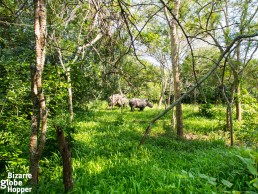 White rhinos roaming free in their natural habitat in Ziwa Rhino Sanctuary, Uganda