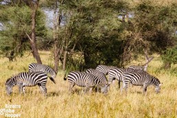 Zebras in the Serengeti, Tanzania