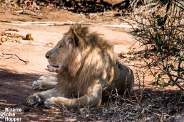 Dominate male lion in Lower Zambezi National Park, Zambia