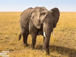 Finding elephants in Serengeti National Park, Tanzania