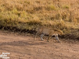 Watching leopards from zero distance in Serengeti National Park