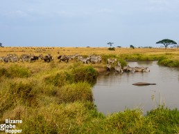 Great migration passing through Serengeti in March