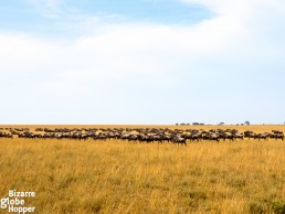 How to find the great migration in Serengeti in March