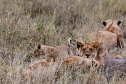 Lion family in Serengeti National Park, Tanzania