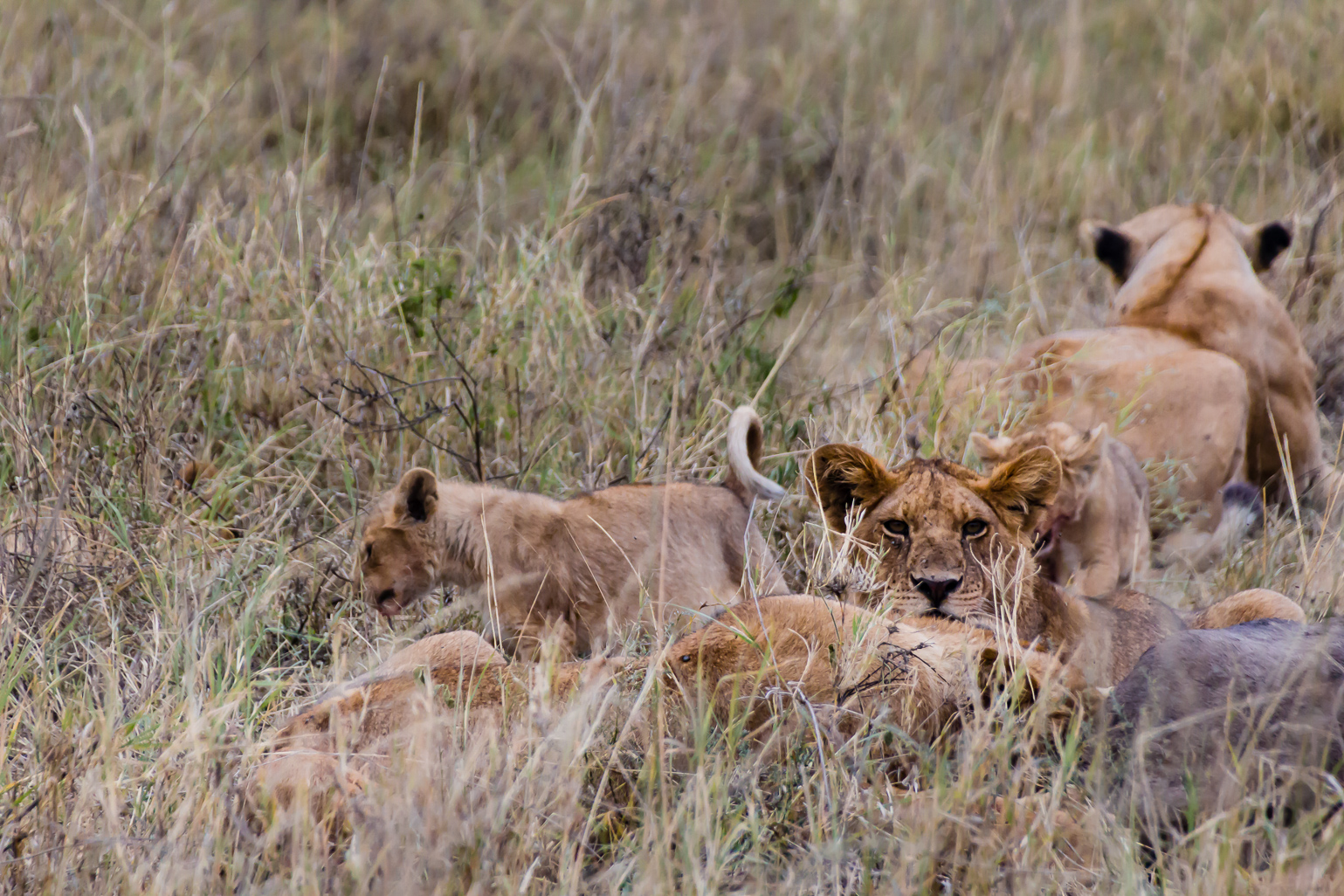 Visit Serengeti in March for Baby Animals and Predators in Action | Bizarre  Globe Hopper