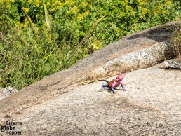 Agama lizard in posing on the rock on the top of Naabi Hill, Serengeti