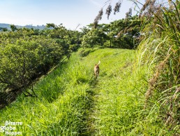 Hiking around the crater lakes, Uganda