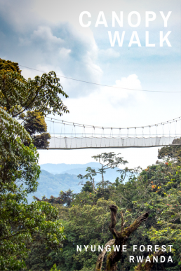 Step on the Nyungwe Forest's Canopy Walkway to take a bird-eye on the wildlife and centuries old treetops.