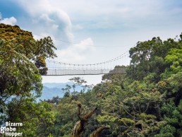 The hanging and swaying Nyungwe canopy walkway, Rwanda