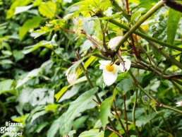 Flower and orchid species in Nyungwe Forest National Park