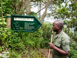 Igishigishiki trail hike in Nyungwe Forest National Park
