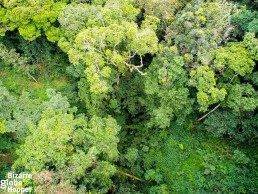 Nyungwe Forest National Park's treetops seen from the canopy walkway, Rwanda