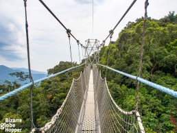 Welcome to the Nyungwe Forest Canopy Walk – would you dare to cross the walkway?