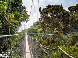 Nyungwe Forest Canopy Walkway, Rwanda