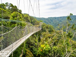 Nyungwe Forest canopy walkway crosses hundreds of years old tree canopy