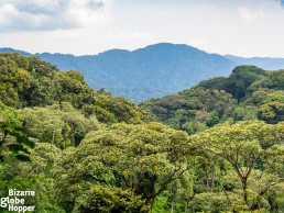 View to Nyungwe Forest Canopy in Rwanda