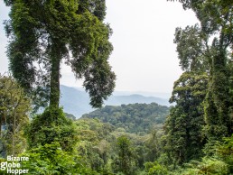 View to Nyungwe Forest Canopy, Rwanda