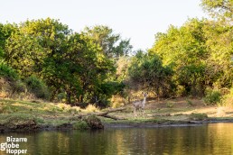 Kudu drinking on the shore of the Zambezi River