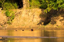 Watching hippos on a canoe safari, Lower Zambezi National Park