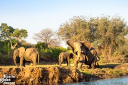 Canoe safari on Zambezi river, Zambia