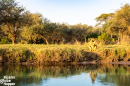 Baboons drinking at Zambezi River, Lower Zambezi National Park