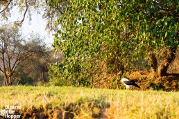 Watching hornbills from the canoe