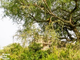 Fresh kill hanging from the tree just in front of the Pakuba Lodge ruins