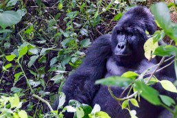 A huge mountain gorilla looking at us in Bwindi Impenetrable Forest National Park in Uganda.