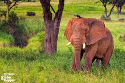 Lonely elephant in Murchison Falls National Park, Uganda