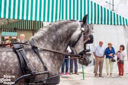 Noble Andalucian horse carriage at Feria de Sevillanas