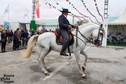 More Andalucian horses showing their skills than you can count!