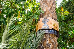 A date palm in Elche Palm Grove