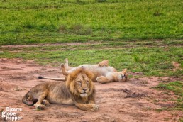 Lion couple in Murchison Falls National Park, Uganda