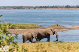 Elephants crossed the premises of Royal Zambezi Lodge every day we stayed there