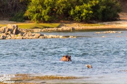 HIppos cross Mayukuyuku Tented Camp each night and growl in the river during the day