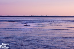 Spotting pink and gray dolphins in the Colombian Amazon