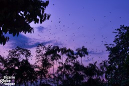Thousands of parrots arriving at Leticia's Parque Santander just before sunset