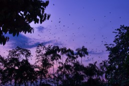 Parrots arriving at Parque Santander, Leticia, just before sunset