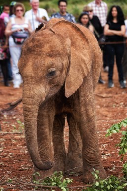 Baby elephant socializing with tourists at The David Sheldrick Wildlife Trust