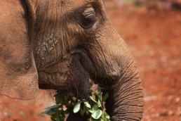 Orphan elephant having a green snack in The David Sheldrick Wildlife Trust's Nursery, Kenya