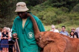 Elephant orphans adore their the Keepers of The David Sheldrick Wildlife Trust