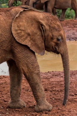 Orphan baby elephant at The David Sheldrick Wildlife Trust, Kenya