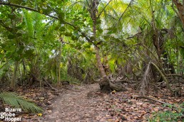 Would you like to hike or ride on this jungle path?