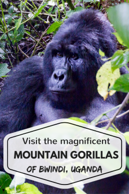 Magnificent mountain gorilla in Bwindi Impenetrable Forest National Park, Uganda