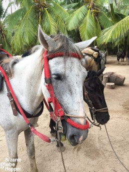 Meet our loyal horses, who escorted us from Cañaveral to Cabo San Juan del Guia