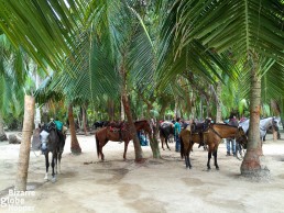 Cañaveral is the best place to rent a horse in Tayrona National Park, although you might be lucky to find a vacant horse also from Cabo San Juan del Guia