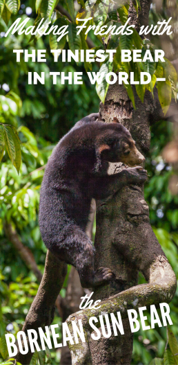 Making Friends with the Tiniest Bear in the World, the Bornean Sun Bear