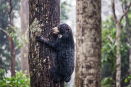 A Bornean Sun Bear climbing to a tree in the rain in BSBCC, Sabah, Malaysia