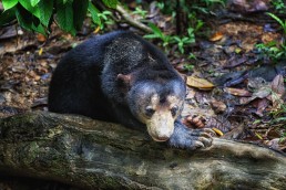 A Bornean Sun Bear called Loki in the Bornean Sun Bear Conservation Center in Sabah, Malysia