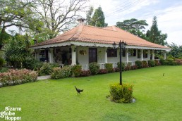 Friendly dogs and chickens roam around the croquet lawn of English Tea House, Sandakan